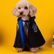 Halloween cosplay Harry Potter pet clothes