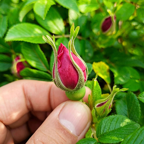 头期精选平阴玫瑰花茶低温无硫平阴干玫瑰花蕾茶泡水喝的重瓣玫瑰 - 图2