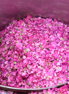 鲜花平阴细胞原液低温萃取玫瑰