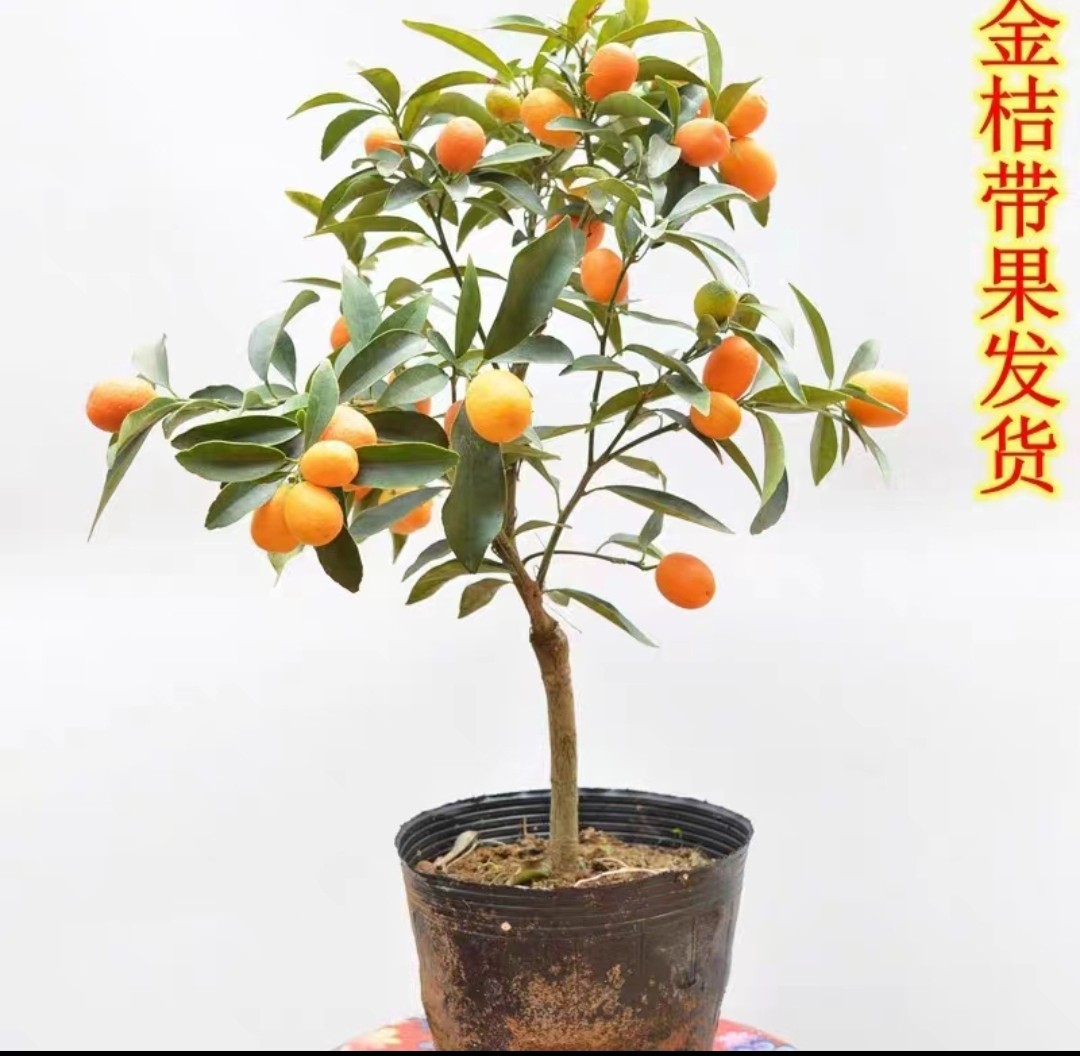 脆皮金桔树苗带果盆栽可食用金橘桔子苗阳台庭院四季结果耐寒植物,淘宝优惠券,粉丝福利购,淘宝优惠卷
