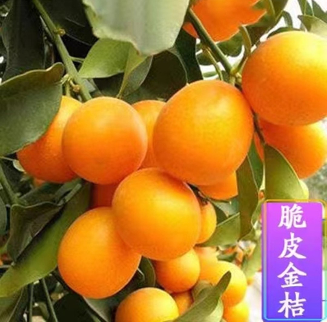 脆皮金桔树苗带果盆栽可食用金橘桔子苗阳台庭院四季结果耐寒植物,淘宝优惠券,粉丝福利购,淘宝优惠卷