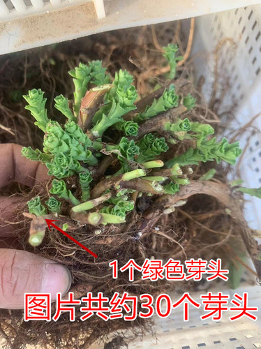 养心菜种苗养心菜苗子救心菜苗子植物高钙菜阳台盆栽特色保健菜