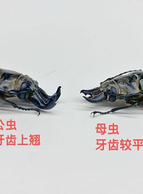 威氏王三栉牛真昆虫甲虫标本素材手工创意小众礼物科普摆件