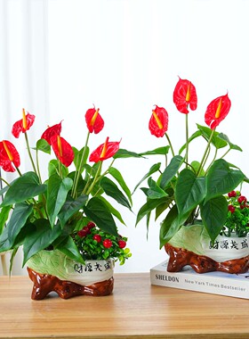 红掌胶花高品质盆花假花仿真花
