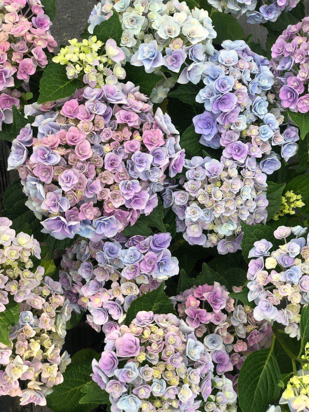 绣球 妖精之吻 阳台庭院花园植物花卉绣球 全店三颗包邮