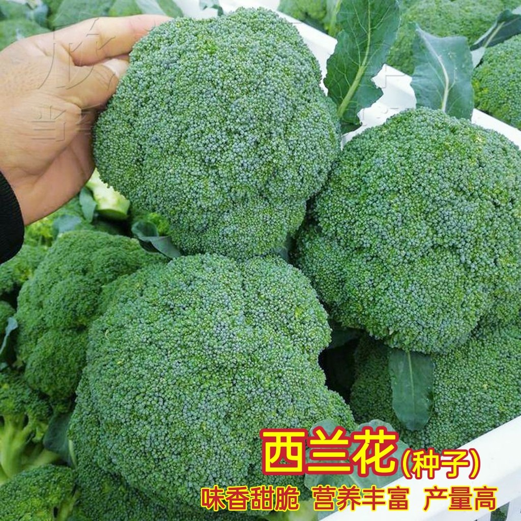 青花种籽 新人首单立减十元 22年9月 淘宝海外 青花种籽 新人首单立减十元 22年9月 淘宝海外