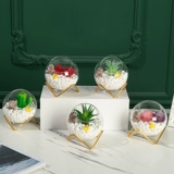 Сканди по творческому симуляции, сочные зеленые растения, микроаллянтские растения, расположенные в спальне гостиная на рабочем столе на рабочем месте