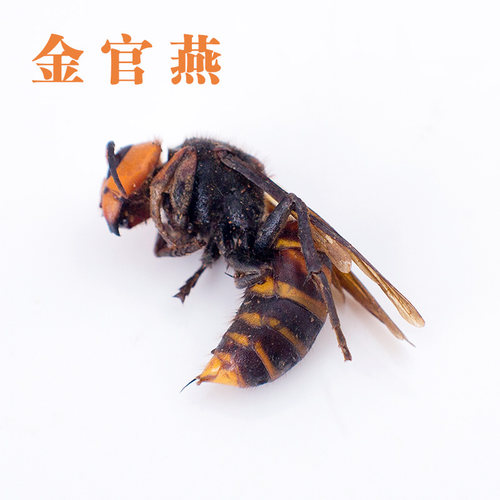 金环虎头蜂地活泡雷蜂散装大黄蜂马蜂红娘蜂新鲜干品蜂蛹110只 - 图1