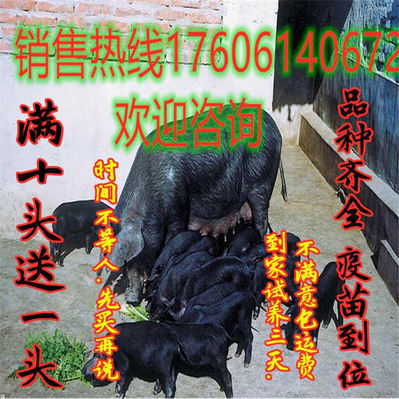 小猪仔太湖母猪原种杜洛克苏太母猪活苗二元大约克活体公猪黑猪 - 图1