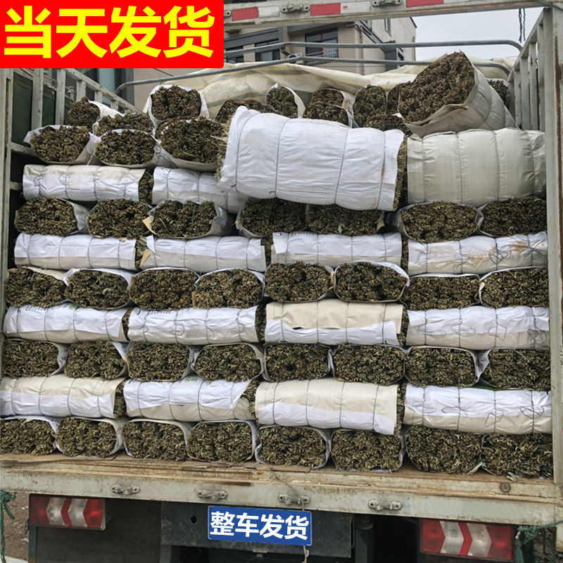 粽叶免邮新鲜大号五芳斋嘉兴粽子叶新叶大干棕叶包粽子的叶子箬叶