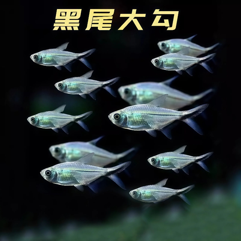 商品详情图片