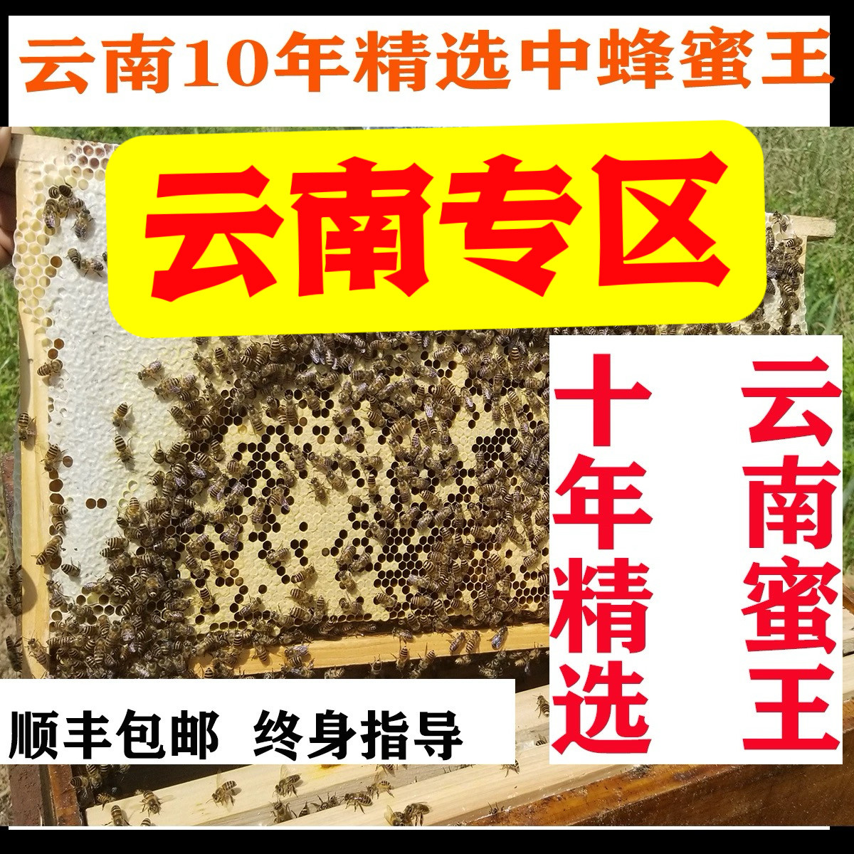 蜜蜂活群中蜂蜂群土蜂带箱中华蜜蜂土蜂云南中蜂贵州四川重庆广西,淘宝优惠券,粉丝福利购,淘宝优惠卷