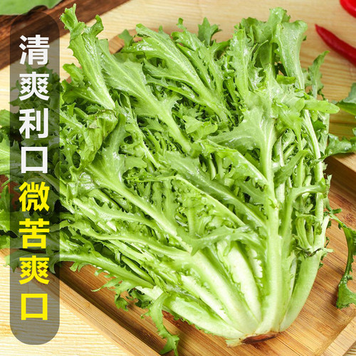 苦菊生菜新鲜蔬菜沙拉食材包邮苦苣狗牙菜西餐健身轻食苦细叶生菜-图3