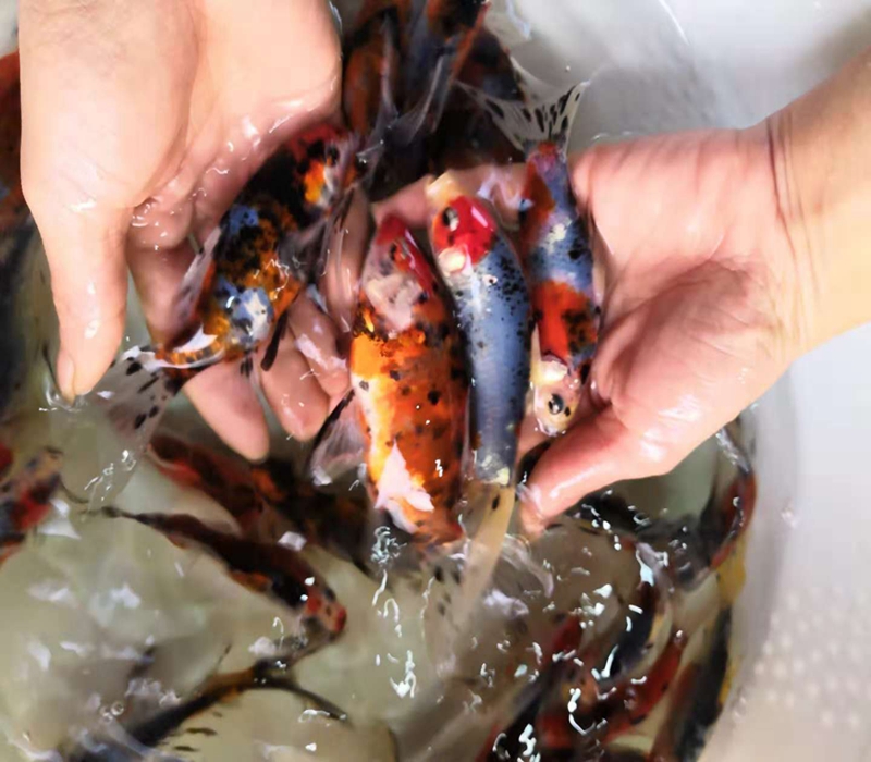 兰花锦鲫鱼观赏鱼锦鲤练手冷水鱼易养耐活小型鱼淡水鱼花色草金鱼-图1