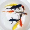 Ornamental fish, goldfish, small freshwater and live-resistant cold water fish