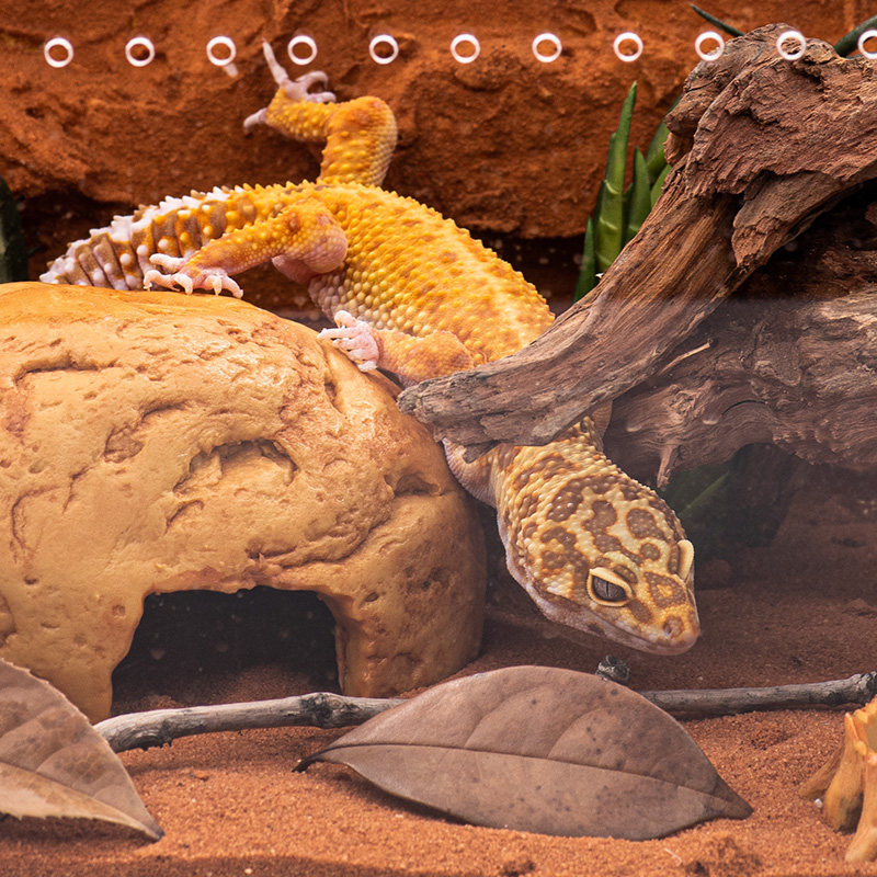 爬宠躲避角蛙躲避洞蜥蜴守宫躲避屋树脂仿岩石洞穴宠物蛇爬箱造景,淘宝优惠券,粉丝福利购,淘宝优惠卷