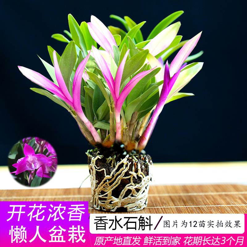 七彩香水石斛兰花四季开好养绿植浓香型石斛改善睡眠绿植净化空气 - 图1