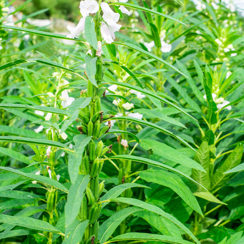 黑芝麻种子籽孑早熟丰产含油高种植滋养用种孑白芝麻种籽菜种籽 - 图0