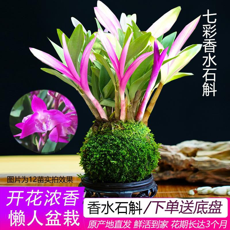 七彩香水石斛兰花四季开好养绿植浓香型石斛改善睡眠绿植净化空气 - 图0