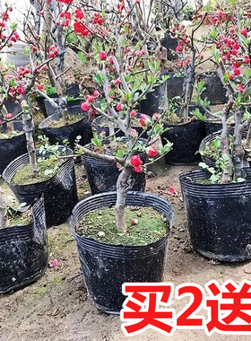 重瓣海棠花树苗盆栽盆景老桩花卉绿植物室内四季开花阳台包邮