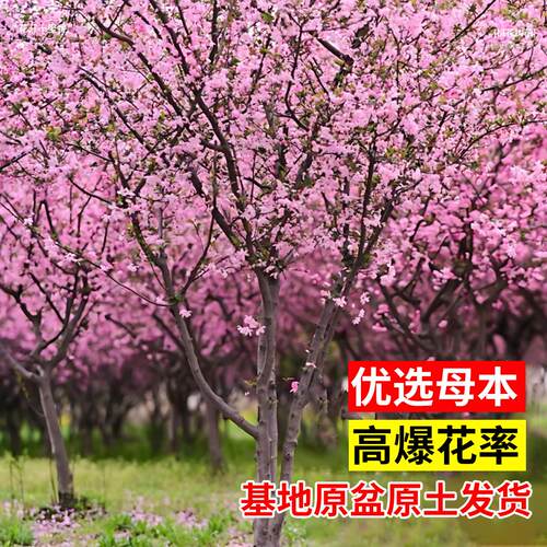 庭院观赏桃花红叶碧桃树苗紫叶碧桃苗工程绿化苗紫叶桃别墅风景树 - 图0