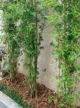 丛生凤尾竹盆栽竹子庭院观赏植物盆景米竹苗室内阳台四季常青