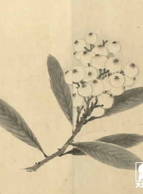 牧溪蔬果鸟禽写生临摹范本水墨画