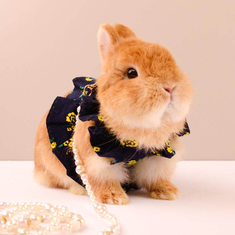 日系藏青色兔兔衣服马甲背心可爱裙子装扮外出俏皮宠物服饰牵引绳,淘宝优惠券,粉丝福利购,淘宝优惠卷