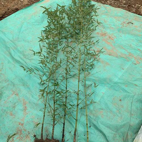 竹子苗庭院植物北方耐寒紫竹苗罗汉竹毛竹盆栽户外风景四季青竹苗 - 图0