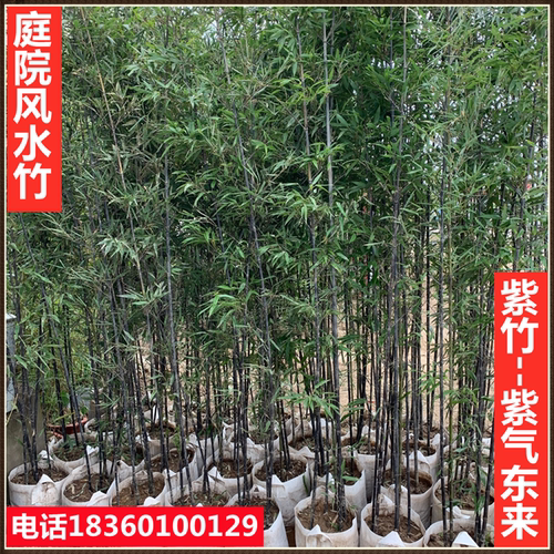 竹子苗庭院植物北方耐寒紫竹苗罗汉竹毛竹盆栽户外风景四季青竹苗 - 图2