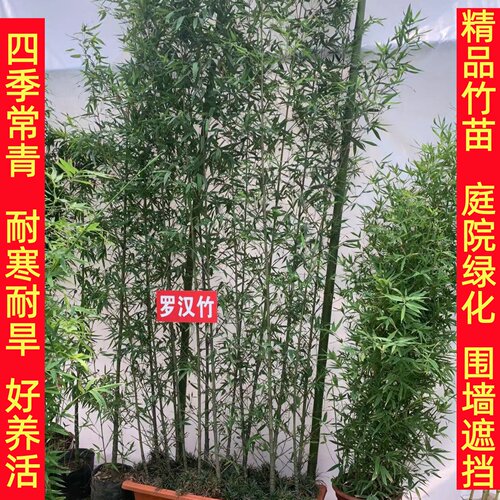 四季常青竹子苗庭院观赏植物盆栽四季常青耐寒紫竹青翠竹绿化苗木 - 图0