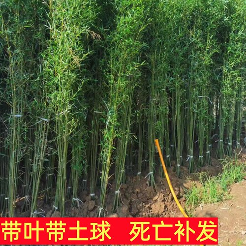 四季常青竹子苗庭院观赏植物盆栽四季常青耐寒紫竹青翠竹绿化苗木 - 图3