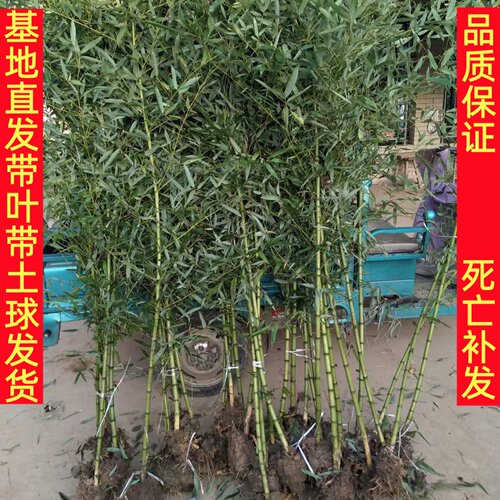四季常青竹子苗庭院观赏植物盆栽四季常青耐寒紫竹青翠竹绿化苗木 - 图2