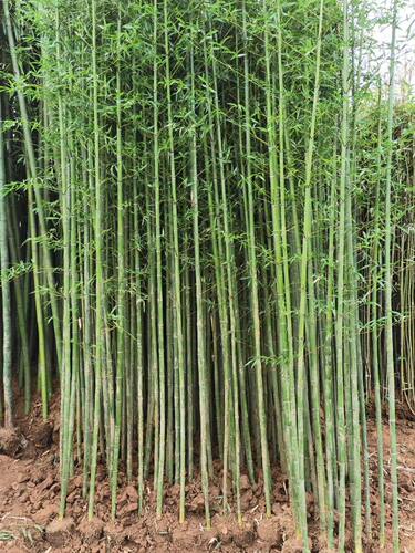 竹子苗庭院植物北方耐寒紫竹苗罗汉竹毛竹盆栽户外风景四季青竹苗 - 图3