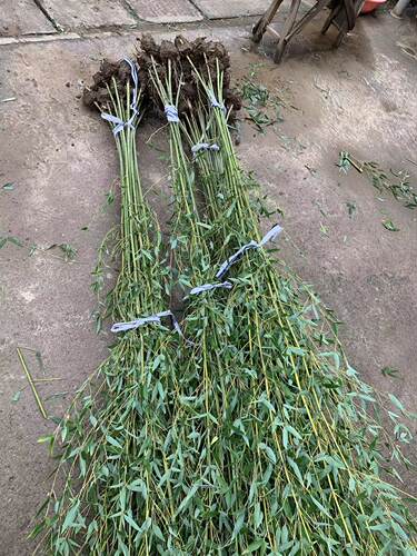 竹子苗庭院植物北方耐寒紫竹苗罗汉竹毛竹盆栽户外风景四季青竹苗 - 图2