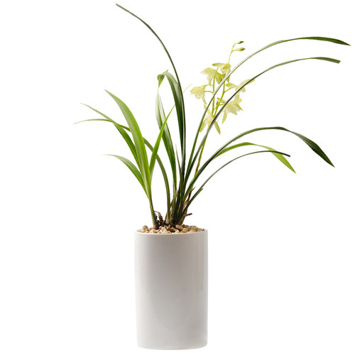 香氏植物室内小盆栽陶瓷盆绿植月季茉莉花卉文竹兰花发财树办公室 - 图3