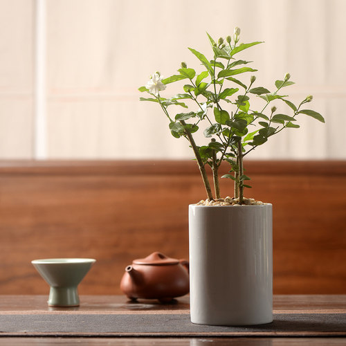 香氏植物室内小盆栽陶瓷盆绿植月季茉莉花卉文竹兰花发财树办公室 - 图0