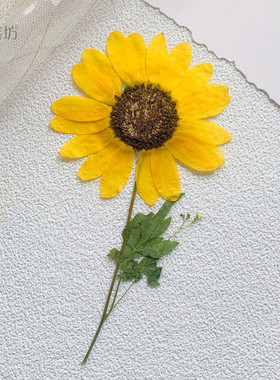 向日葵压花押花标本画儿童手工课