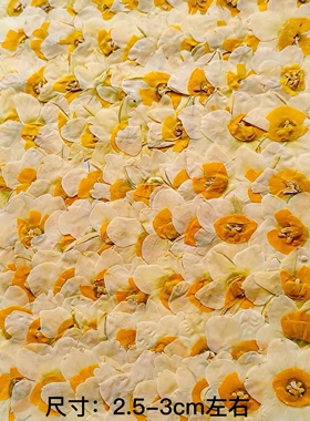 水仙花押花干花包DIY材料包