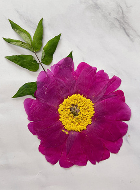 牡丹花芍药花diy标本压花押花