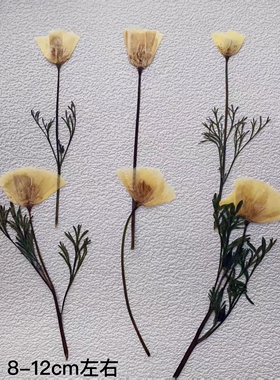 花林草押花干花包DIY材料包