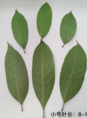 桂花树叶 压花押花植物标本干树叶桂花叶子贴花材料diy贴花押花画