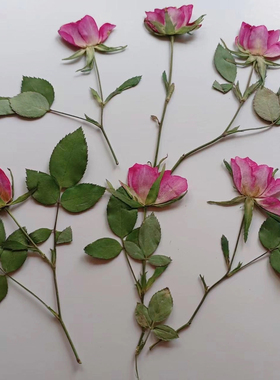一支玫瑰花 带枝正红色月季花标本干花押花平面滴胶胸针材料diy