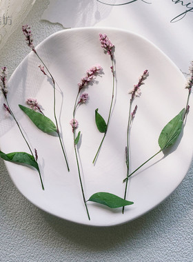 红杉花 红花草蓼草押花压花带枝平面干花手工diy材料装饰植物标本