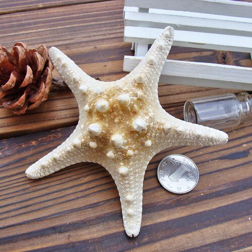 天然海螺贝壳馒头海星霸王五指海星地中海地台装饰品贴墙摆件收藏 - 图2