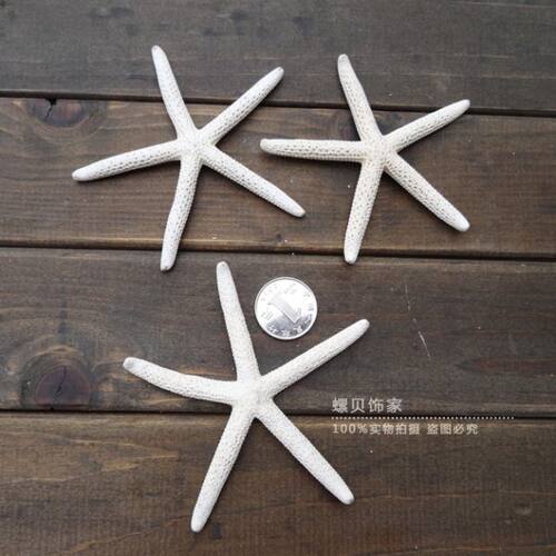 天然海螺贝壳馒头海星霸王五指海星地中海地台装饰品贴墙摆件收藏 - 图0