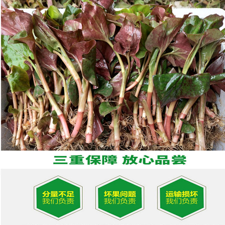 猪鼻草,猪鼻子草,猪鼻_大山谷图库