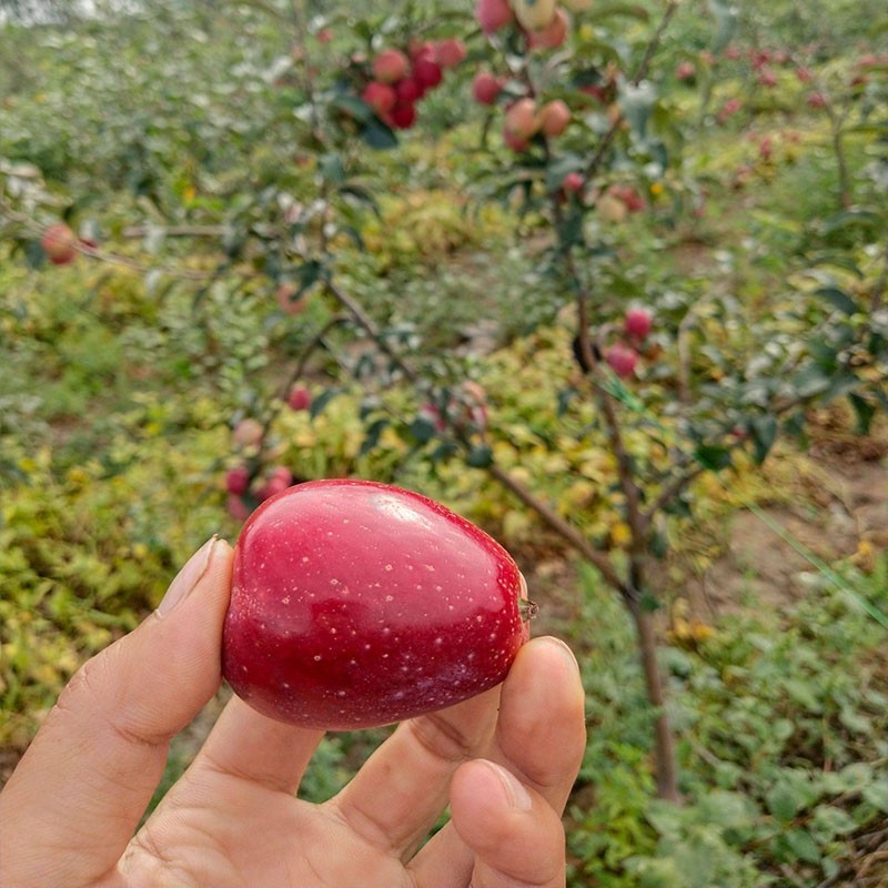 抗寒果树鸡心果小苹果树海棠果花红果树苗盆栽地栽南北方种植 - 图2