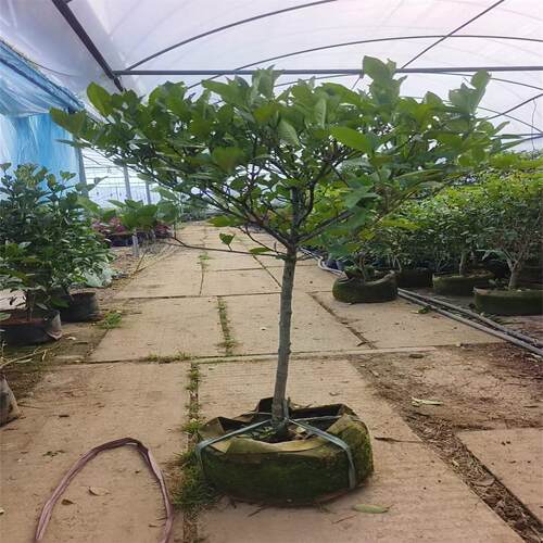老桩大叶栀子花大树苗大棵枝枝花浓香型四季独杆牡丹室外庭院子花 - 图2
