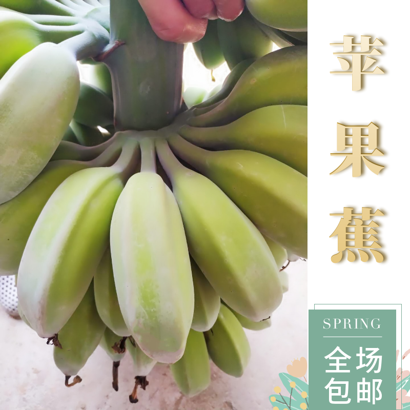 果园直销新鲜香蕉福建苹果蕉小胖子香蕉无添加剂自然熟水果5斤包,淘宝优惠券,粉丝福利购,淘宝优惠卷